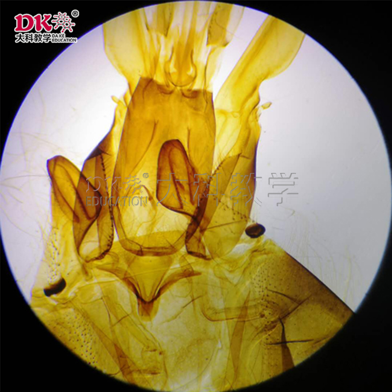 顯微生物玻片系列